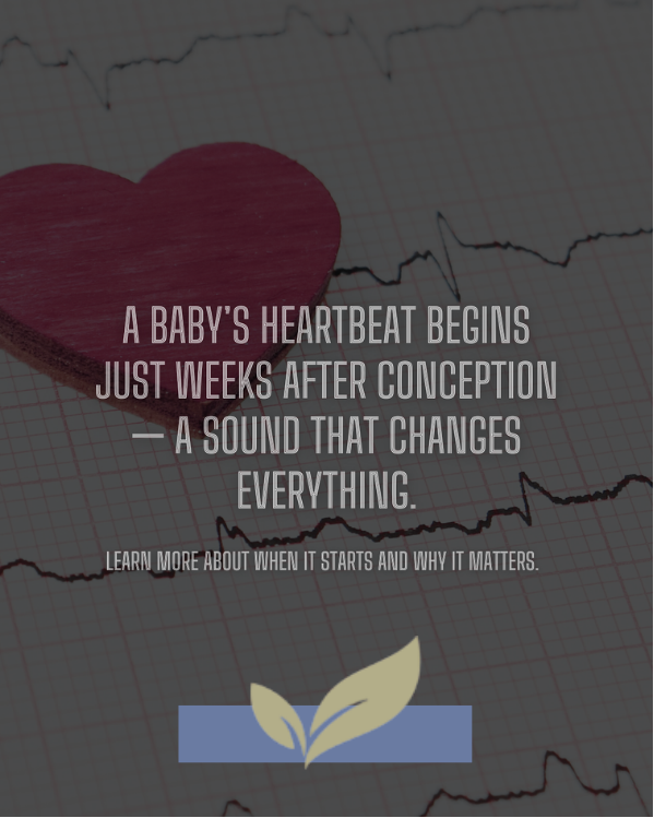 Fetal Heartbeat Explained a fetal heartbeat begins just weeks after conception